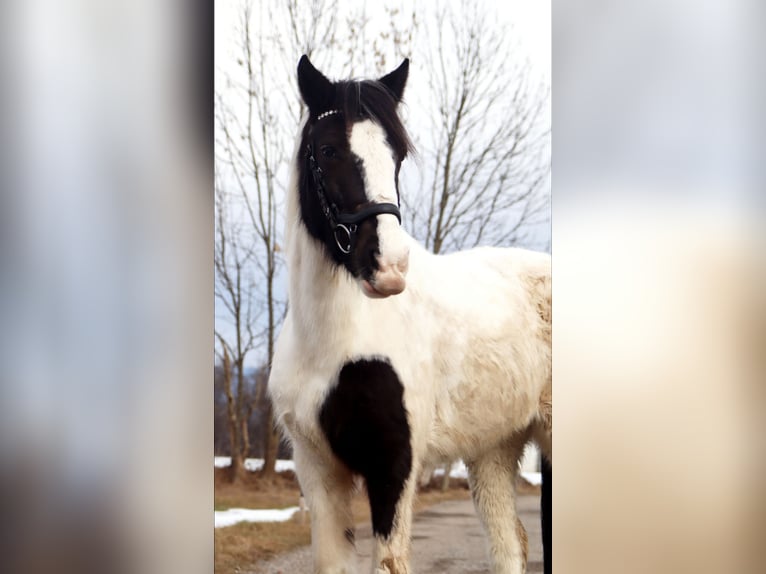 Inne kuce/małe konie Klacz 7 lat 145 cm Srokata in Kirchbichl