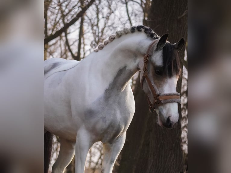 Inne kuce/małe konie Klacz 7 lat 146 cm Srokata in Nettersheim