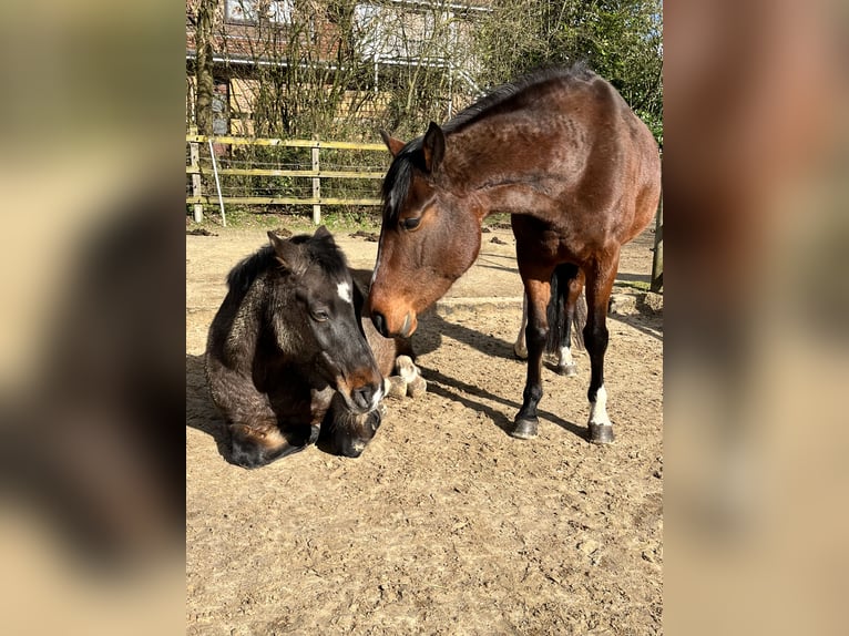 Inne kuce/małe konie Mix Klacz 7 lat 147 cm Gniada in Zeven
