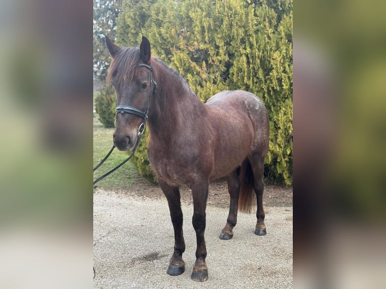 Inne kuce/małe konie Klacz 7 lat 148 cm Gniada in Békéscsaba