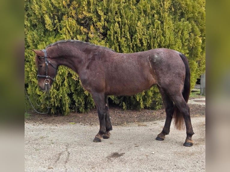 Inne kuce/małe konie Klacz 7 lat 148 cm Gniada in Békéscsaba