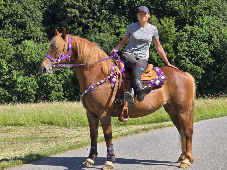 Inne kuce/małe konie Klacz 7 lat 149 cm Kasztanowata in Linkenbach