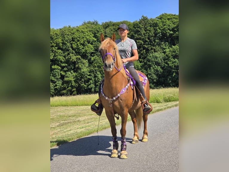 Inne kuce/małe konie Klacz 7 lat 149 cm Kasztanowata in Linkenbach