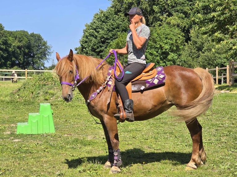 Inne kuce/małe konie Klacz 7 lat 149 cm Kasztanowata in Linkenbach