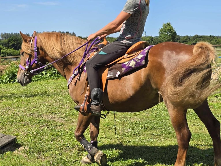 Inne kuce/małe konie Klacz 7 lat 149 cm Kasztanowata in Linkenbach
