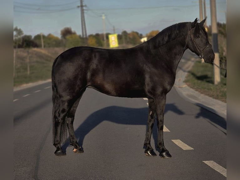 Inne kuce/małe konie Klacz 7 lat 150 cm Kara in B&#xE9;k&#xE9;scsaba