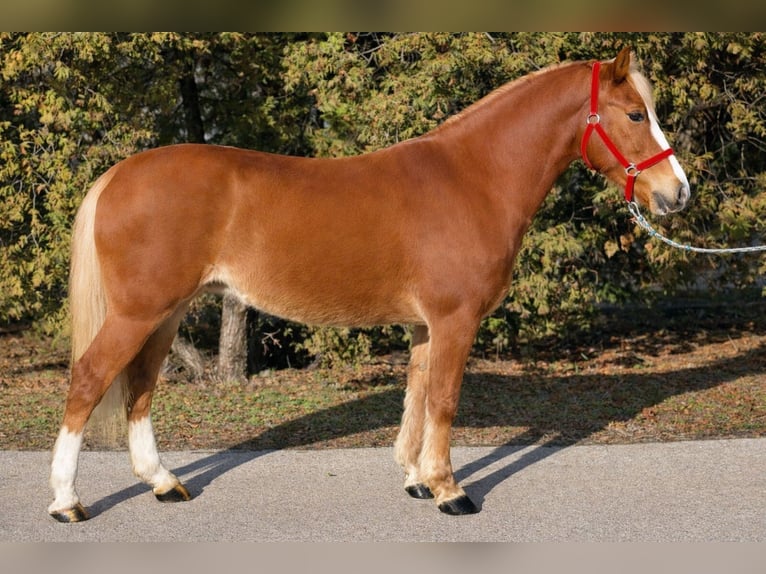 Inne kuce/małe konie Klacz 7 lat 150 cm Kasztanowata in Békéscsaba