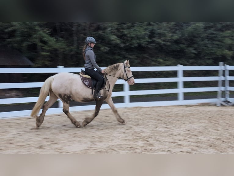Inne kuce/małe konie Klacz 7 lat 153 cm Cremello in Morsbach