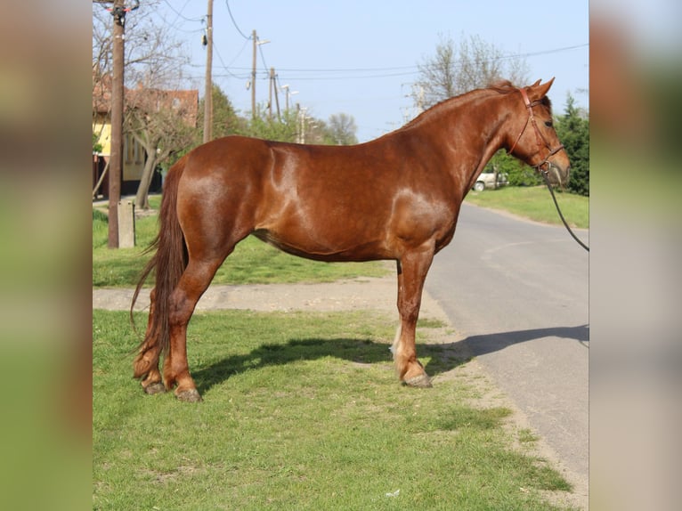 Inne kuce/małe konie Klacz 7 lat 153 cm Kasztanowata in Békés Inne kuce/małe konie Klacz 7 lat 153 cm Kasztanowata in Békés