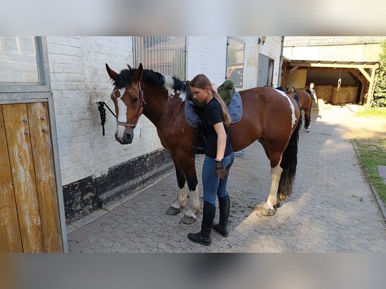 Inne kuce/małe konie Klacz 7 lat 154 cm Srokata in Braunschweig
