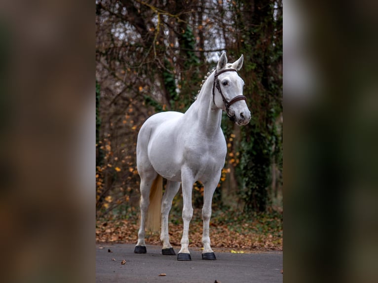 Inne kuce/małe konie Klacz 7 lat 155 cm Siwa in B&#xE9;k&#xE9;scsaba