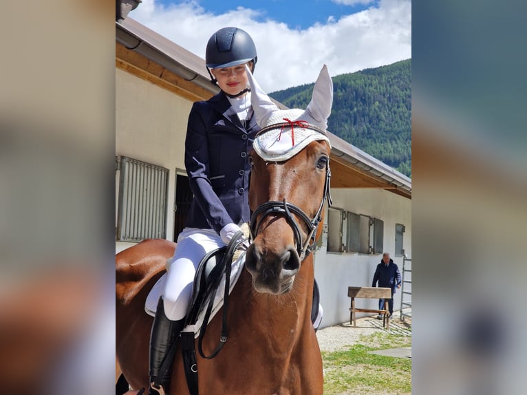 Inne kuce/małe konie Mix Klacz 7 lat 167 cm Gniada in Sterzing