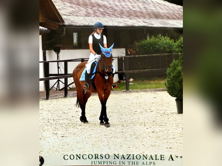 Inne kuce/małe konie Mix Klacz 7 lat 167 cm Gniada in Sterzing