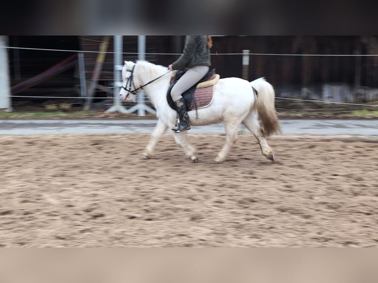 Inne kuce/małe konie Klacz 8 lat 120 cm Siwa in Morsbach