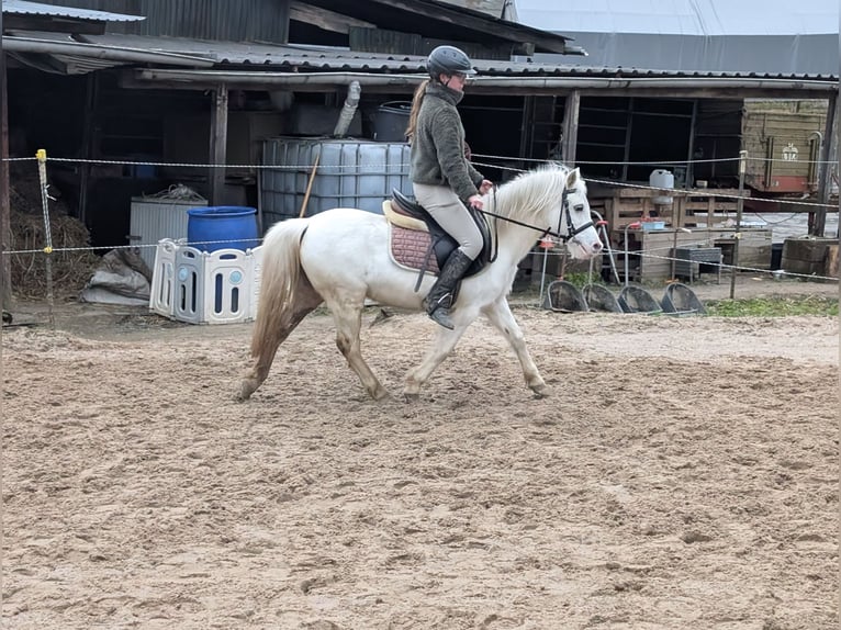 Inne kuce/małe konie Klacz 8 lat 120 cm Siwa in Morsbach