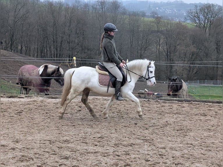 Inne kuce/małe konie Klacz 8 lat 120 cm Siwa in Morsbach