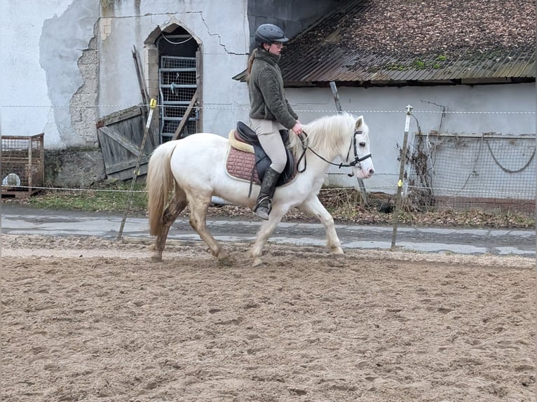 Inne kuce/małe konie Klacz 8 lat 120 cm Siwa in Morsbach