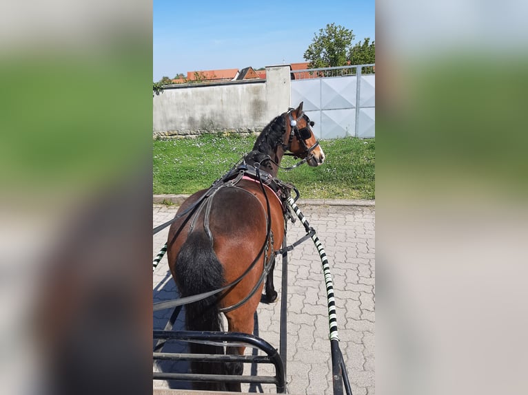 Inne kuce/małe konie Mix Klacz 8 lat 125 cm Gniada in Freyburg (Unstrut)