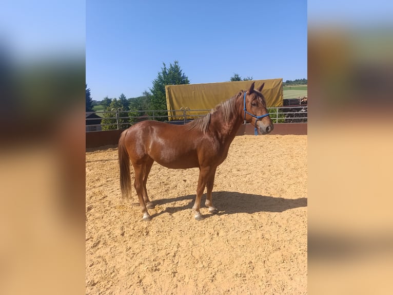 Inne kuce/małe konie Klacz 8 lat 143 cm Kasztanowata in Schorndorf