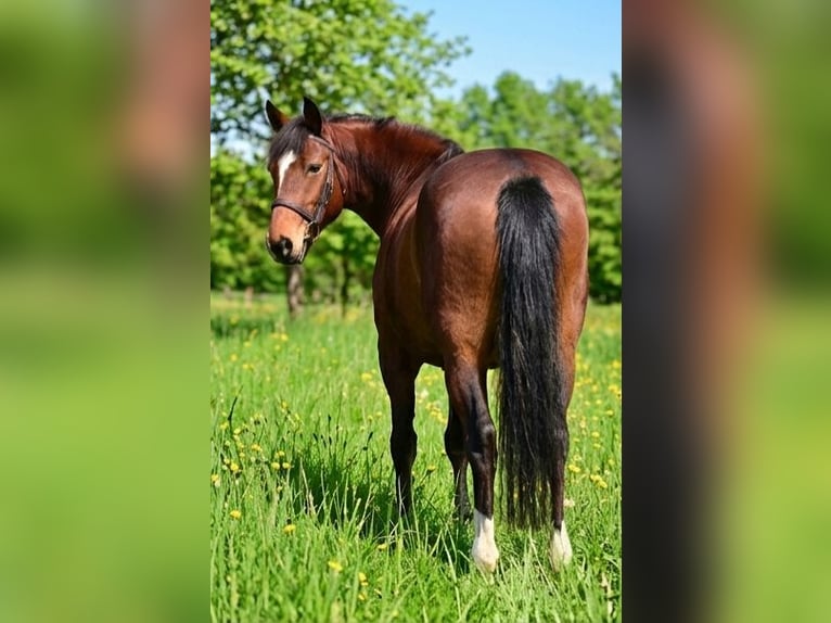 Inne kuce/małe konie Klacz 8 lat 145 cm Gniada in Békésszentandrás