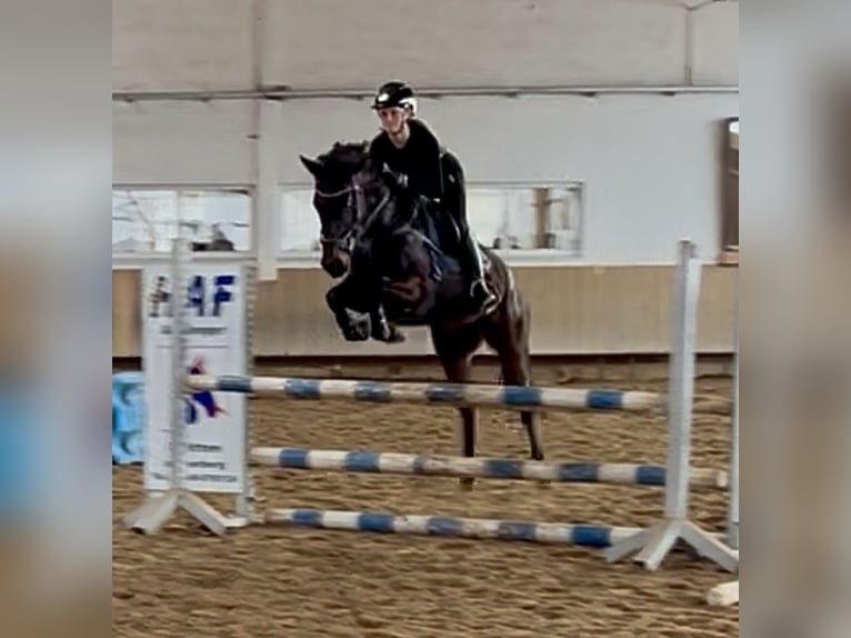 Inne kuce/małe konie Klacz 8 lat 147 cm Skarogniada in Stöttwang