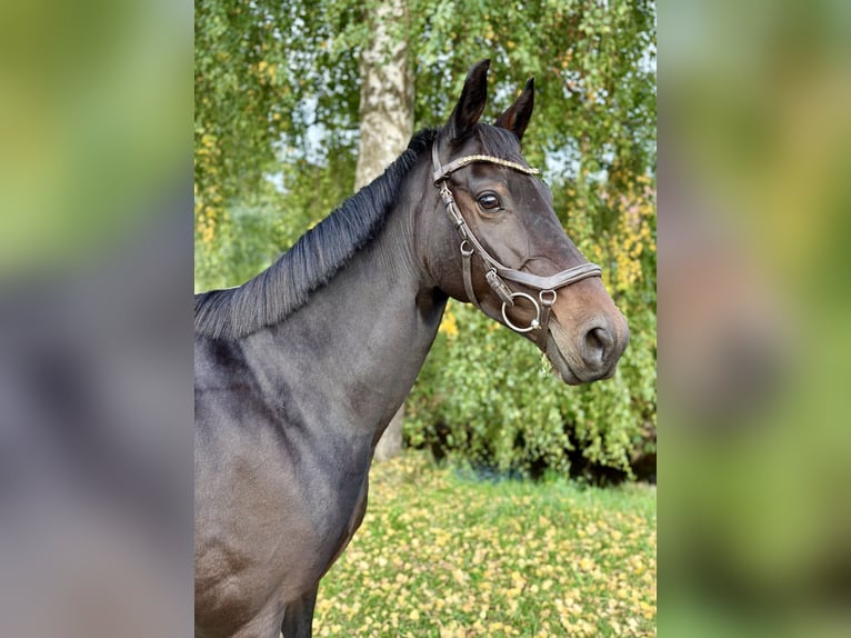 Inne kuce/małe konie Klacz 8 lat 147 cm Skarogniada in Stöttwang