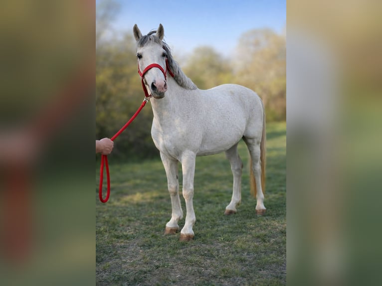 Inne kuce/małe konie Klacz 8 lat 148 cm Siwa in Békéscsaba