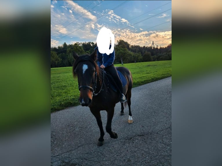 Inne kuce/małe konie Klacz 8 lat 149 cm Ciemnokasztanowata in Wangen im Allg&#xE4;u