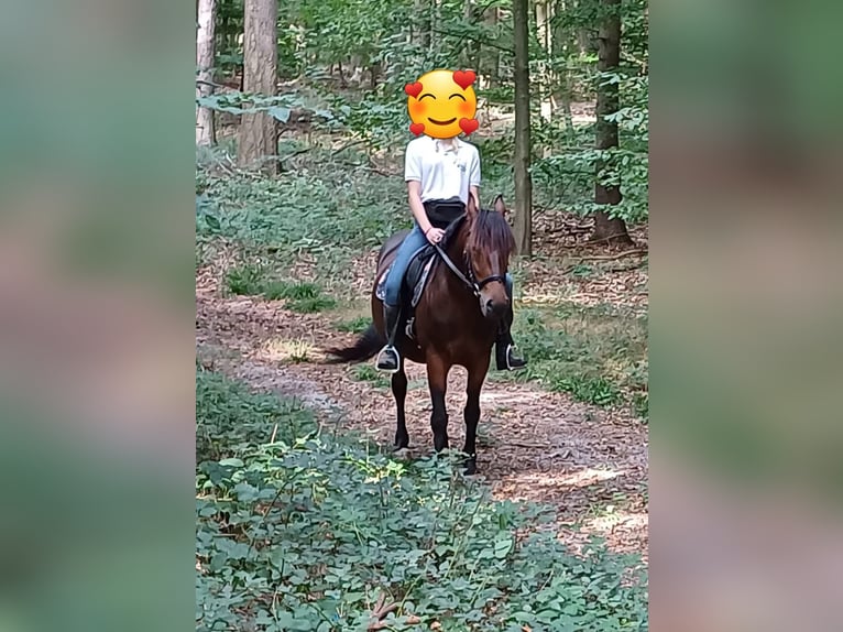 Inne kuce/małe konie Klacz 8 lat 150 cm Gniada in Kaltenholzhausen