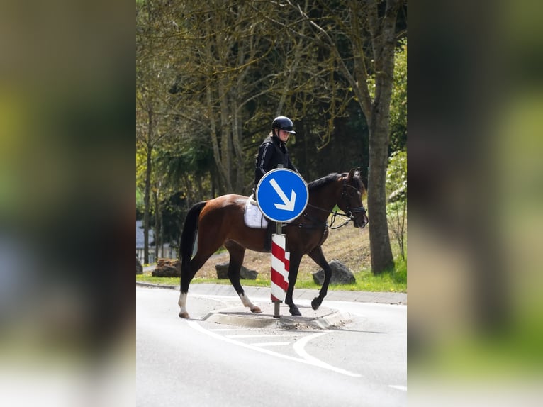 Inne kuce/małe konie Klacz 8 lat 154 cm Gniada in Nettersheim