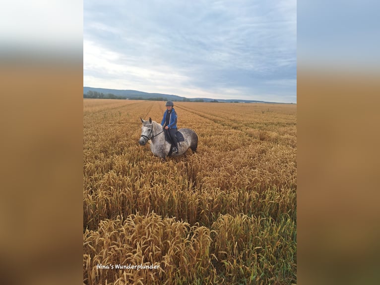 Inne kuce/małe konie Klacz 8 lat 155 cm Siwa in Frielendorf