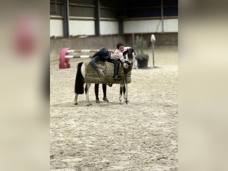 Inne kuce/małe konie Klacz 9 lat 115 cm Bułana in Geilenkirchen