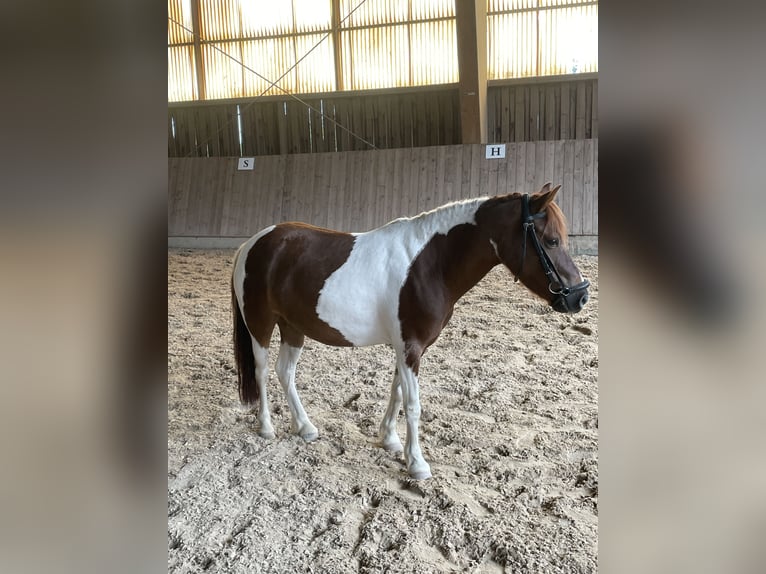 Inne kuce/małe konie Mix Klacz 9 lat 115 cm Srokata in Bernburg