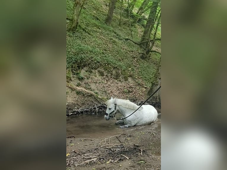 Inne kuce/małe konie Mix Klacz 9 lat 123 cm Siwa jabłkowita in Ney