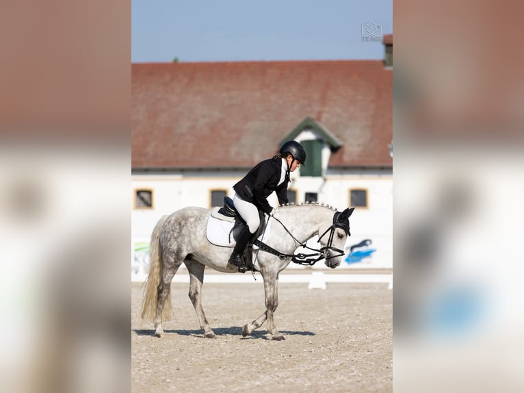 Inne kuce/małe konie Klacz 9 lat 125 cm Siwa jabłkowita in Czempiń