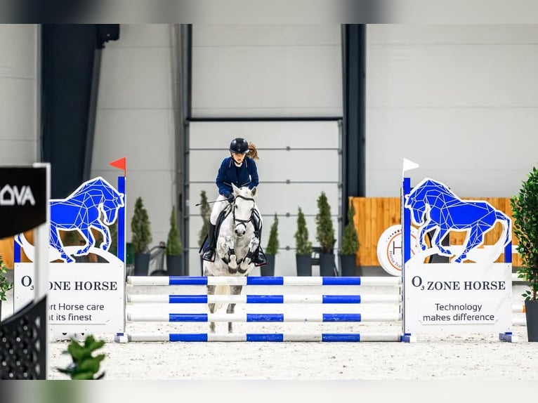 Inne kuce/małe konie Klacz 9 lat 125 cm Siwa jabłkowita in Czempiń