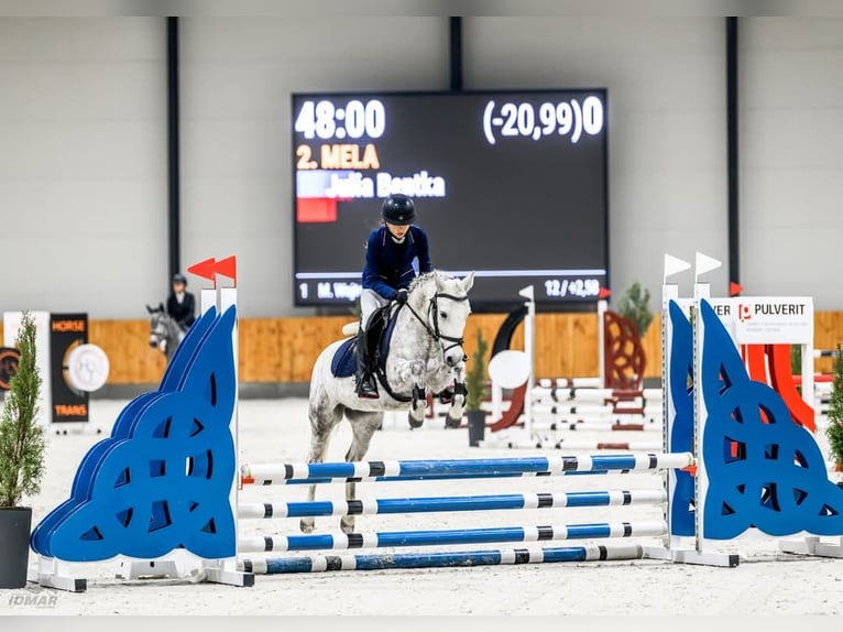 Inne kuce/małe konie Klacz 9 lat 125 cm Siwa jabłkowita in Czempiń