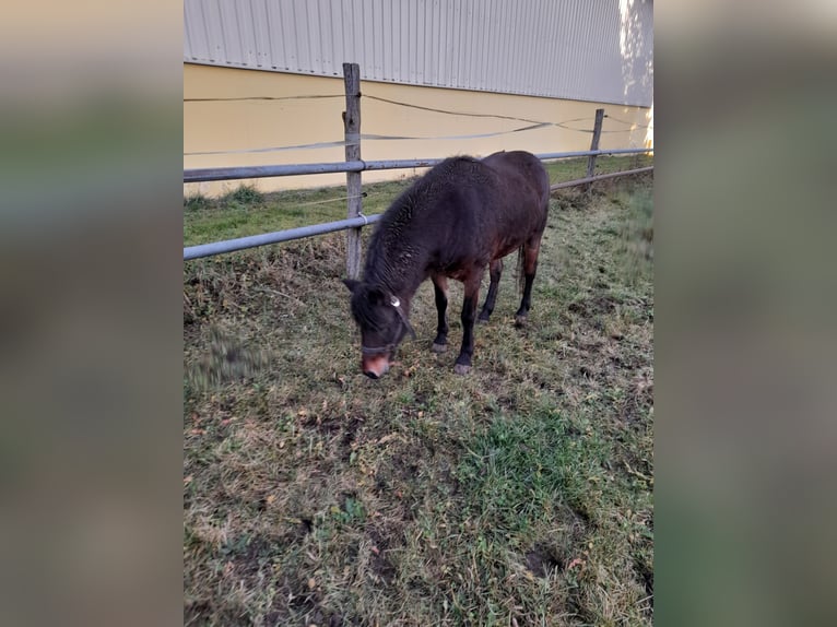 Inne kuce/małe konie Mix Klacz 9 lat 128 cm Gniada in Bad Saulgau