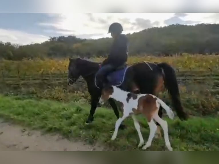 Inne kuce/małe konie Klacz 9 lat 130 cm Ciemnogniada in Rechnitz