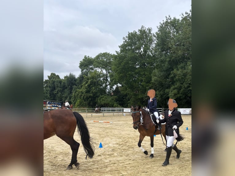 Inne kuce/małe konie Mix Klacz 9 lat 136 cm Gniada in Büren