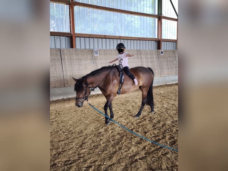 Inne kuce/małe konie Mix Klacz 9 lat 136 cm Gniada in Büren