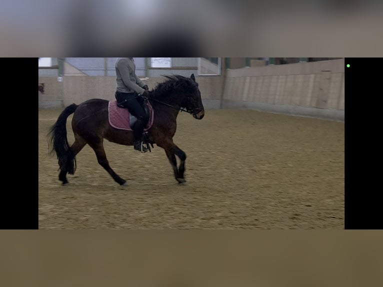 Inne kuce/małe konie Mix Klacz 9 lat 136 cm Gniada in Büren