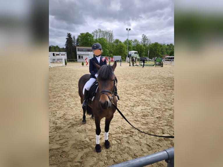 Inne kuce/małe konie Mix Klacz 9 lat 136 cm Gniada in Büren