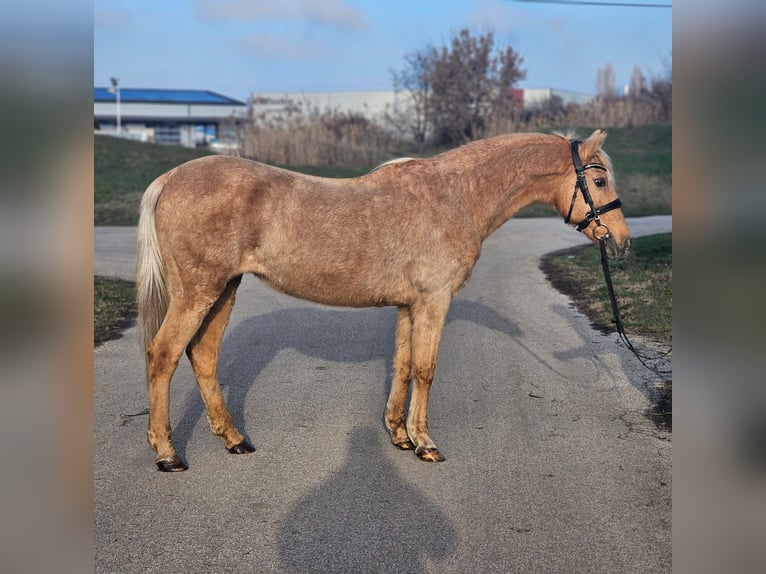Inne kuce/małe konie Klacz 9 lat 145 cm Izabelowata in Békéscsaba