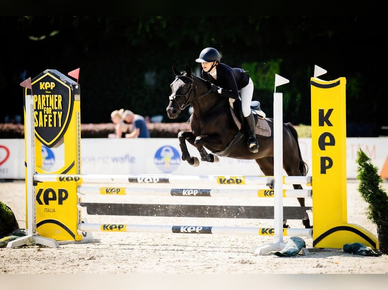 Inne kuce/małe konie Klacz 9 lat 145 cm Kara in Bugaj