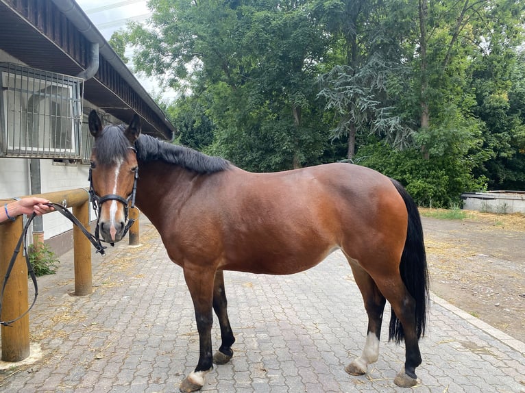 Inne kuce/małe konie Klacz 9 lat 148 cm Gniada in Dortmund