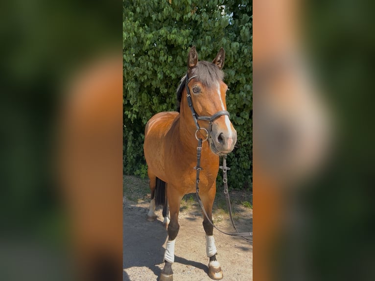Inne kuce/małe konie Klacz 9 lat 148 cm Gniada in Dortmund