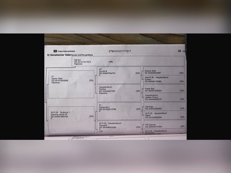 Inne kuce/małe konie Klacz 9 lat 150 cm Izabelowata in Schwalmtal