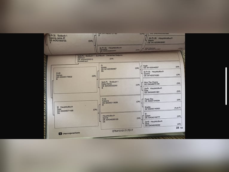 Inne kuce/małe konie Klacz 9 lat 150 cm Izabelowata in Schwalmtal