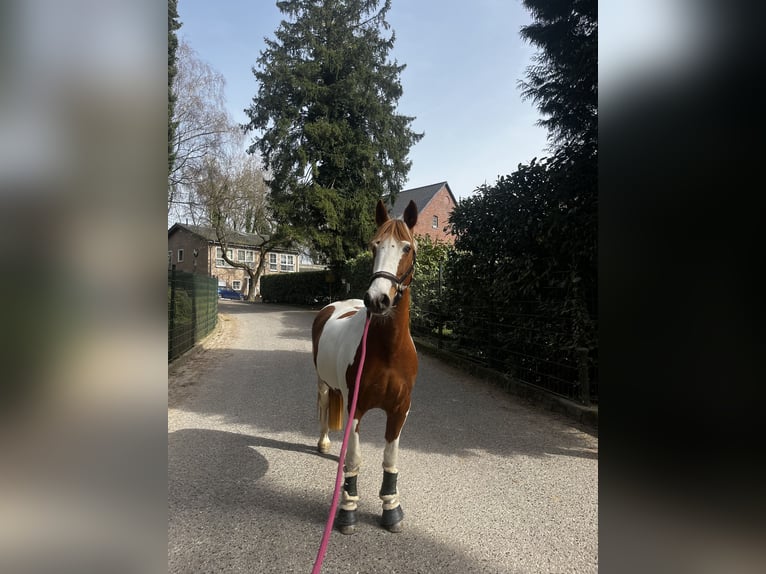 Inne kuce/małe konie Mix Klacz 9 lat 152 cm Srokata in Mettmann